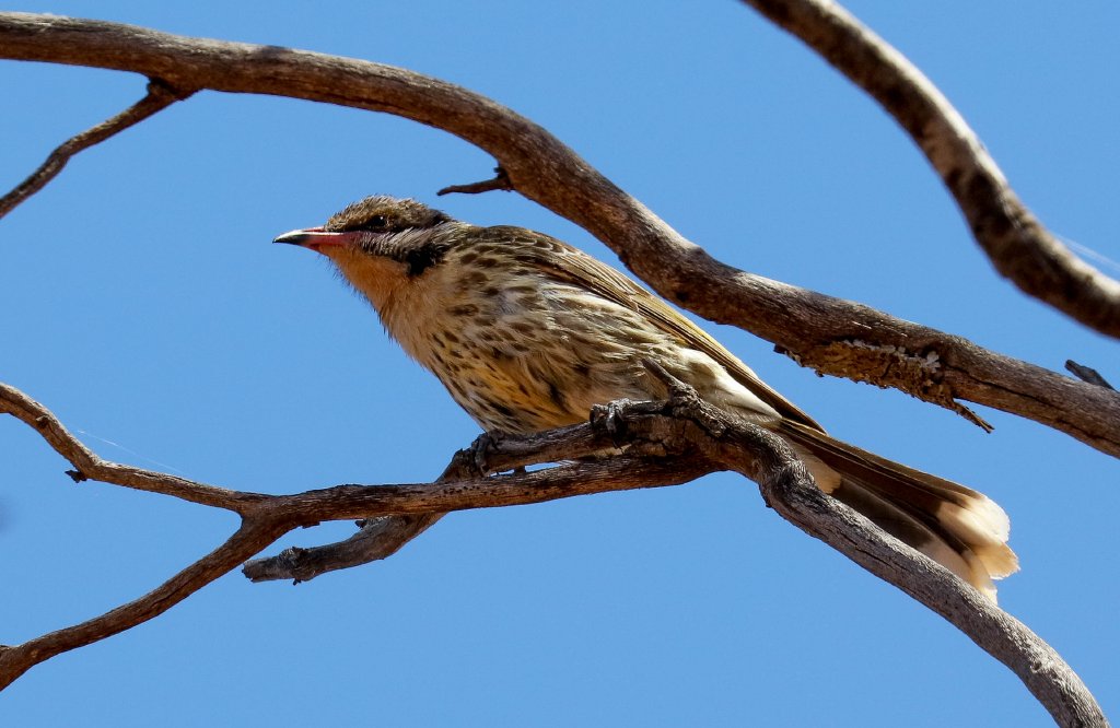 Spiny-cheeked Honeyeater