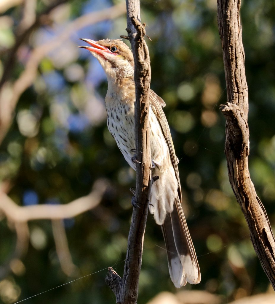 Spiny-cheeked Honeyeater