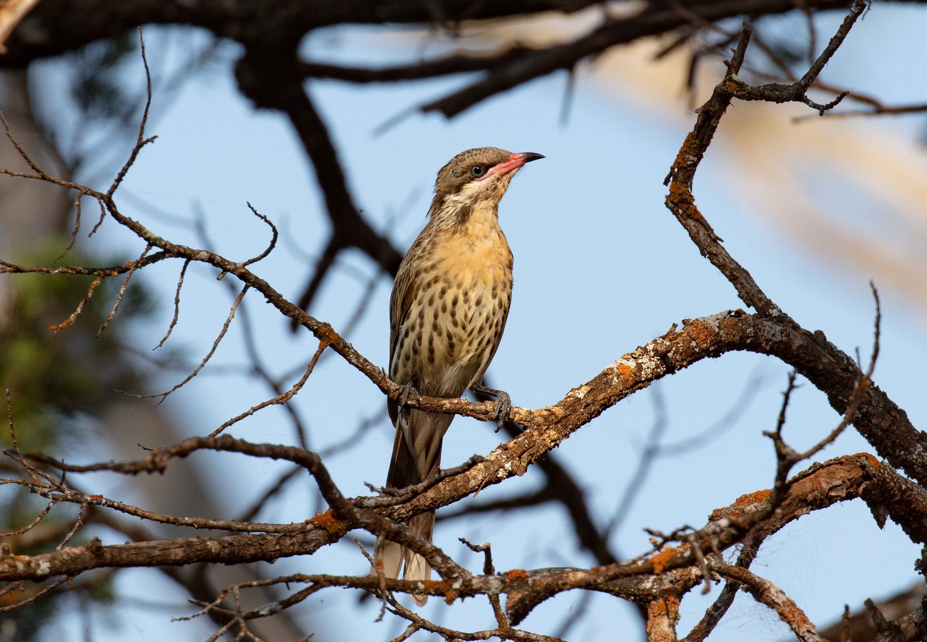 Spiny-cheeked Honeyeater