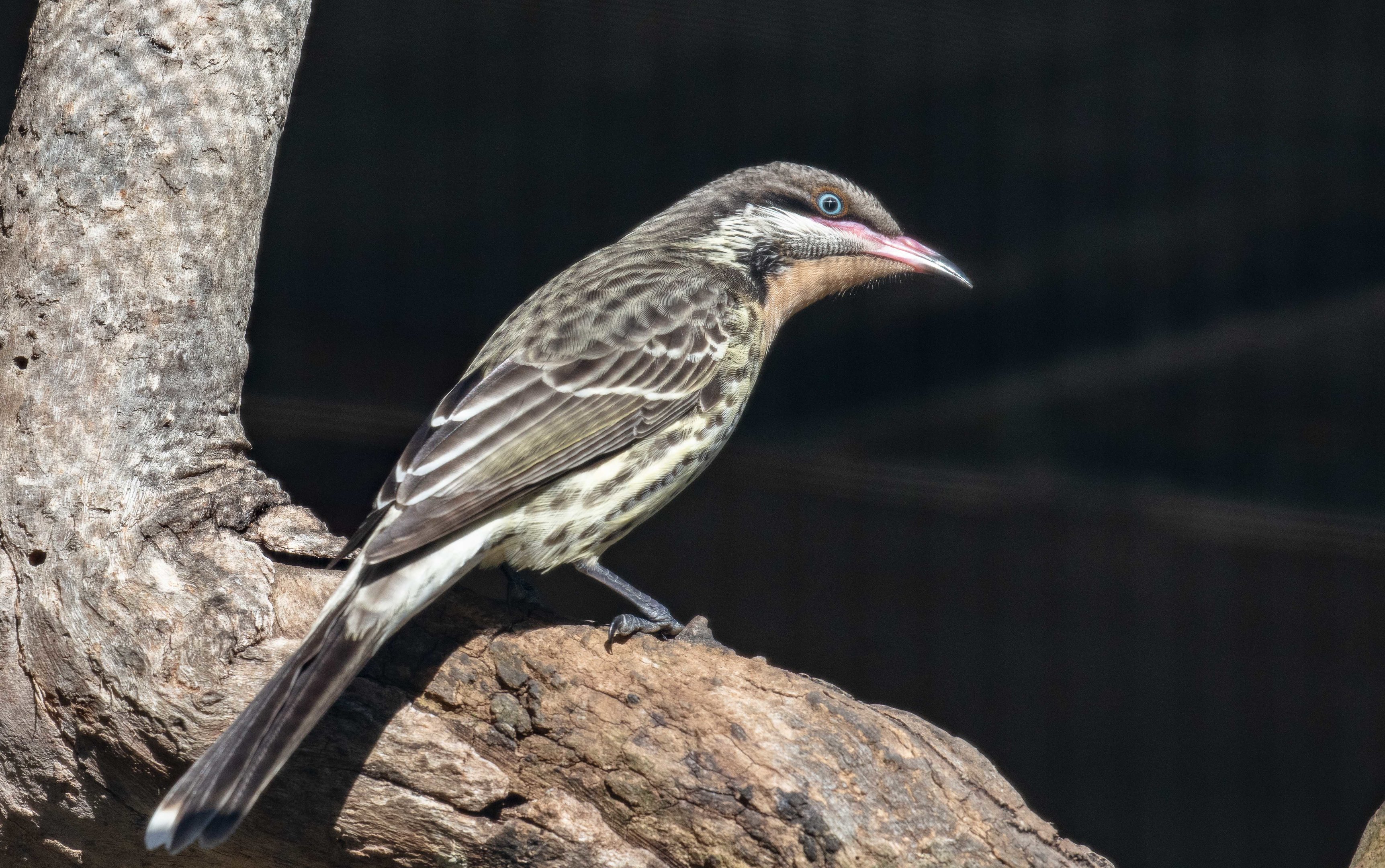 Spiny-cheeked Honeyeater
