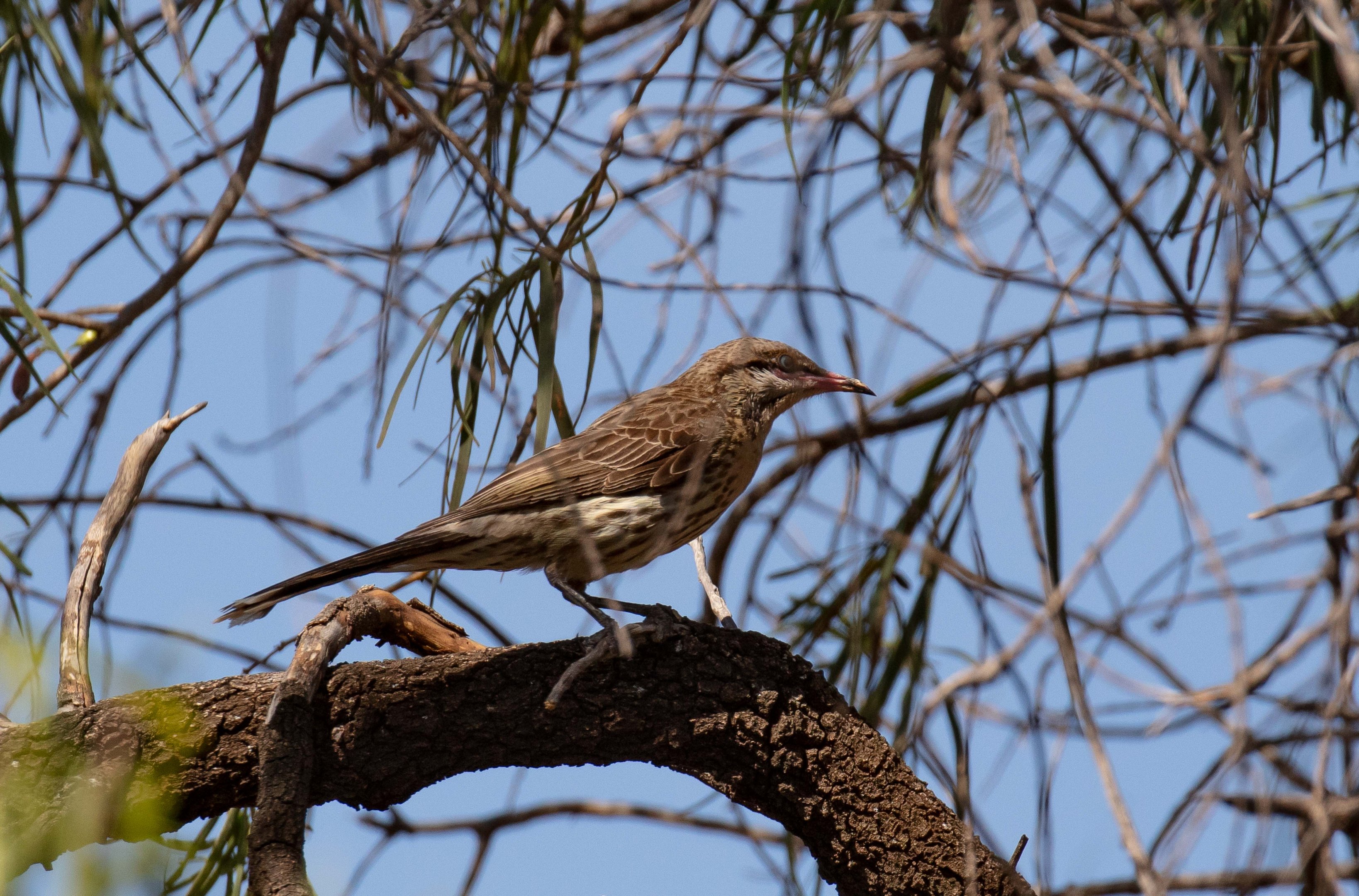 Spiny-cheeked Honeyeater
