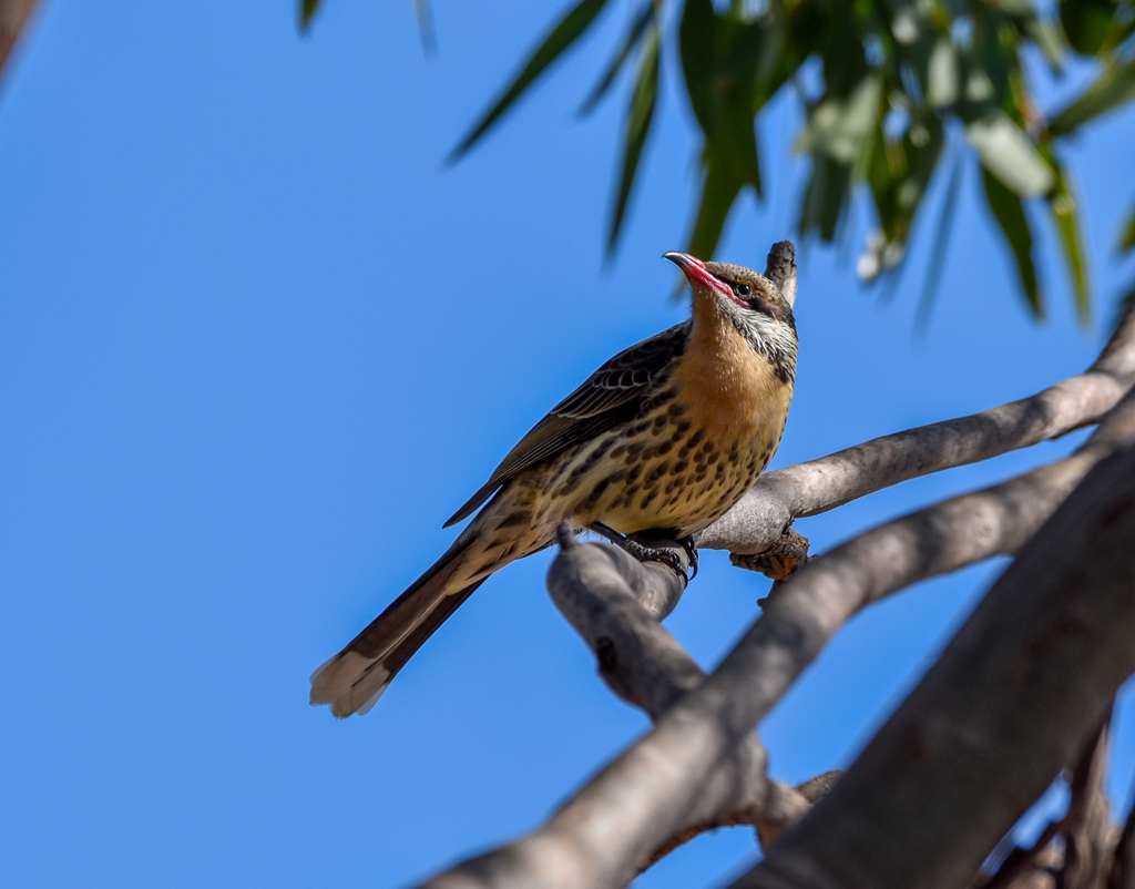 Spiny-cheeked Honeyeater