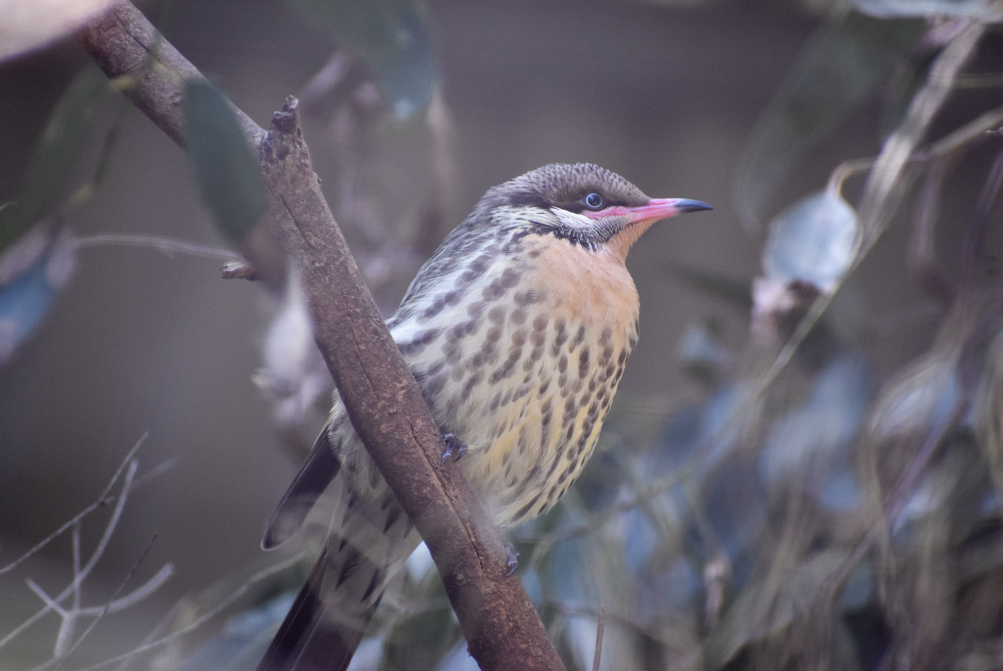 Spiny-cheeked Honeyeater