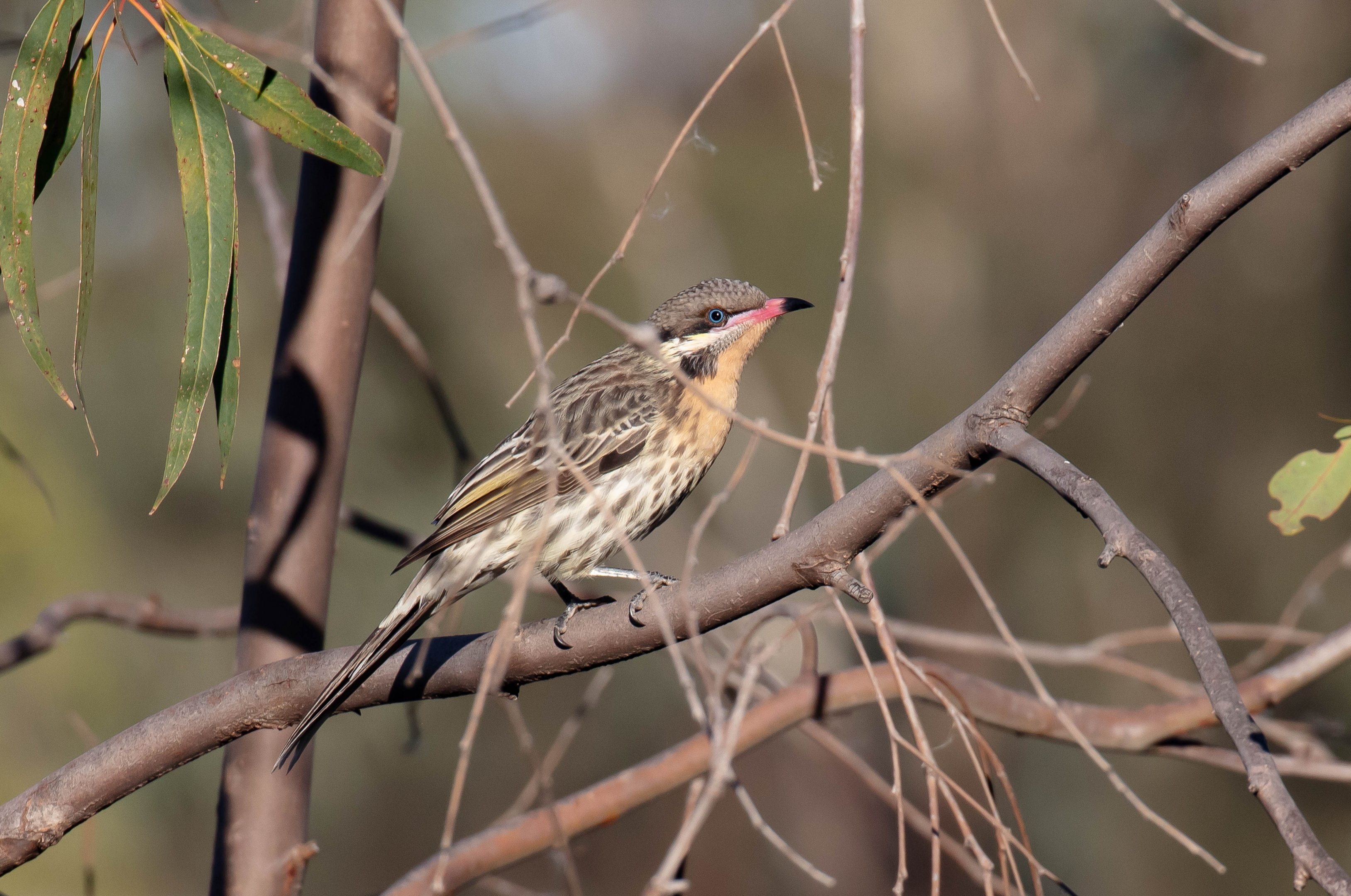 Spiny-cheeked Honeyeater
