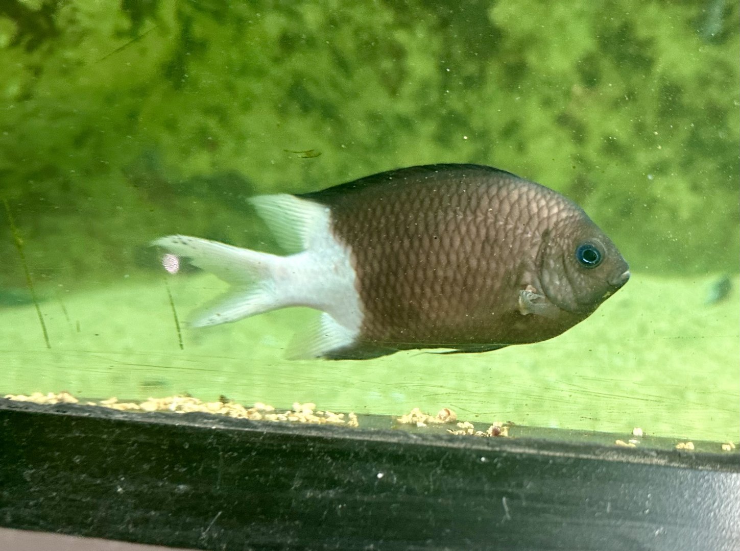 Spiny chromis (Acanthochromis polyacanthu)