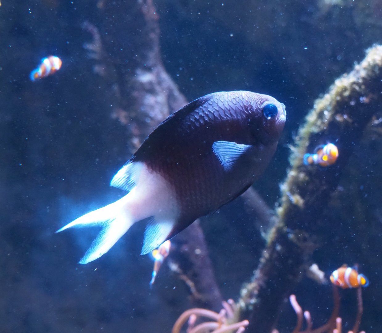 Spiny Chromis (Acanthochromis polyacanthus), 2024-02-17