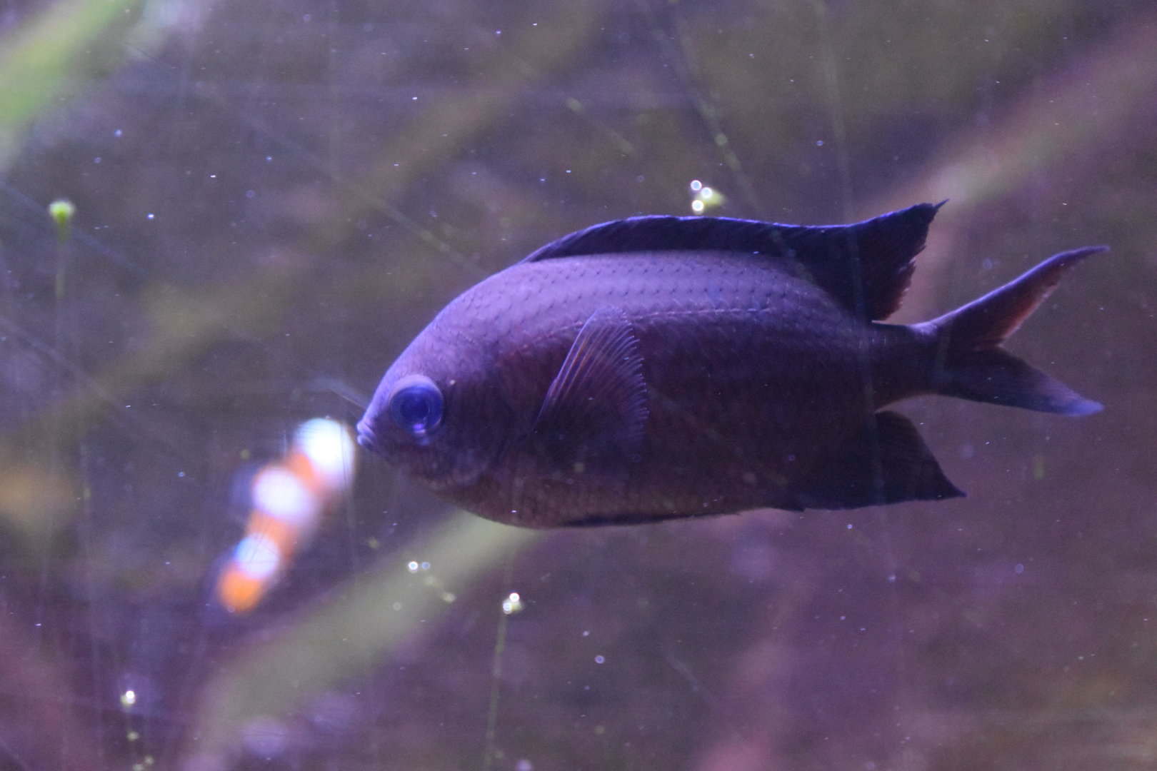 Spiny Chromis (Acanthochromis polyacanthus)