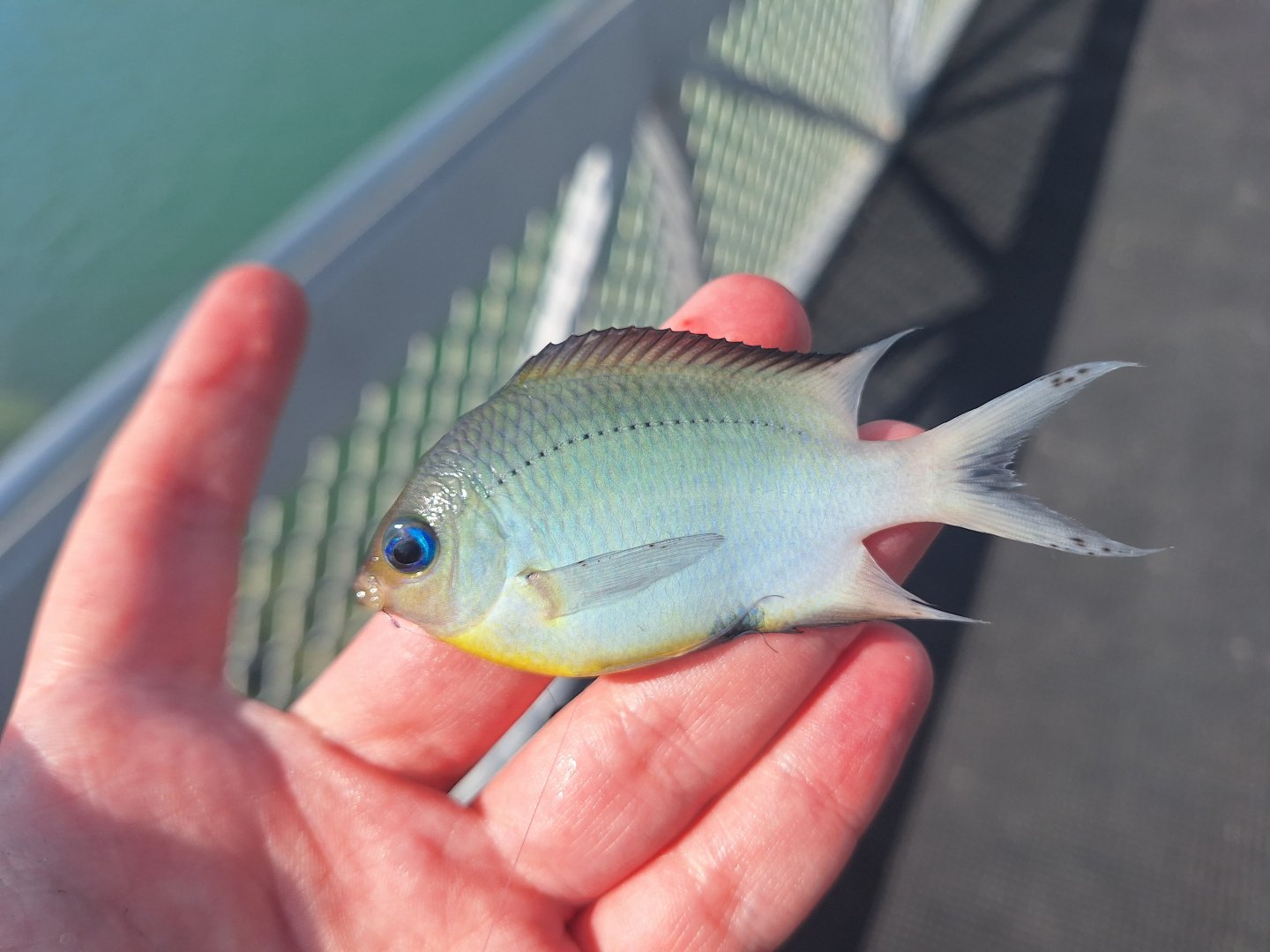 Spiny Chromis (Acanthochromis polyacanthus)