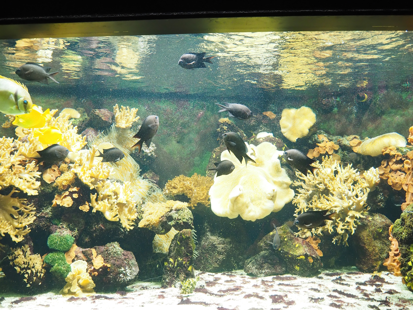 Spiny Chromis, Yellow tang, Barred spinefoot and Longhorn boxfish, 2023-08-17