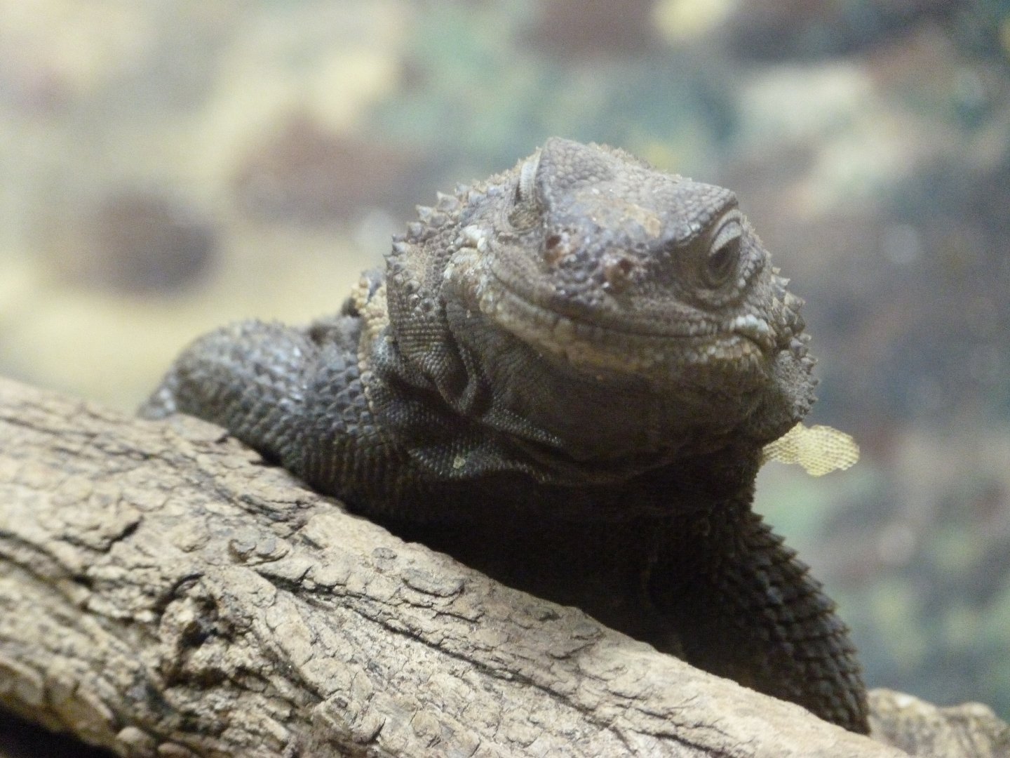 Spiny chuckwalla -Zoo Plzeň (2025)