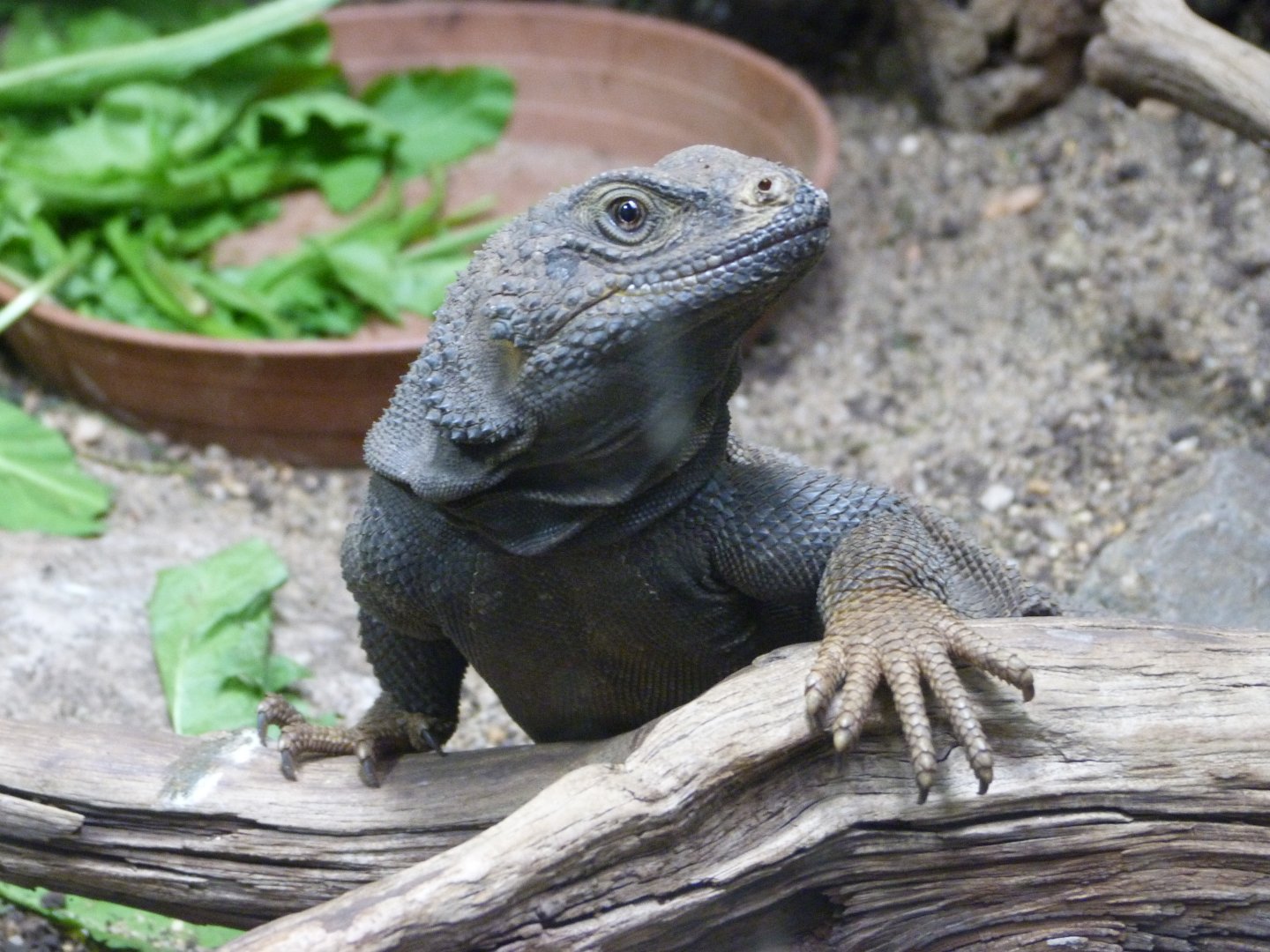 Spiny chuckwalla -Zoo Plzeň (2025)
