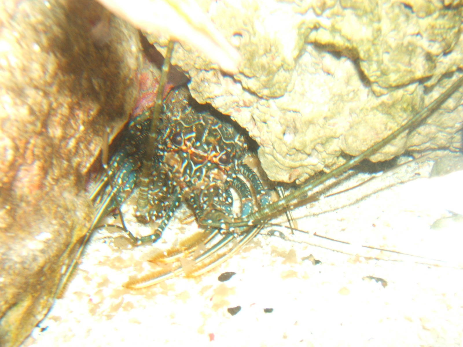 Spiny Crayfish (Panulirus interruptus)