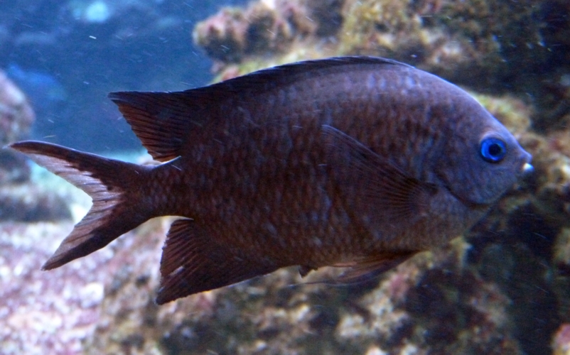 Spiny damselfish (Acanthochromis polyacanthus)