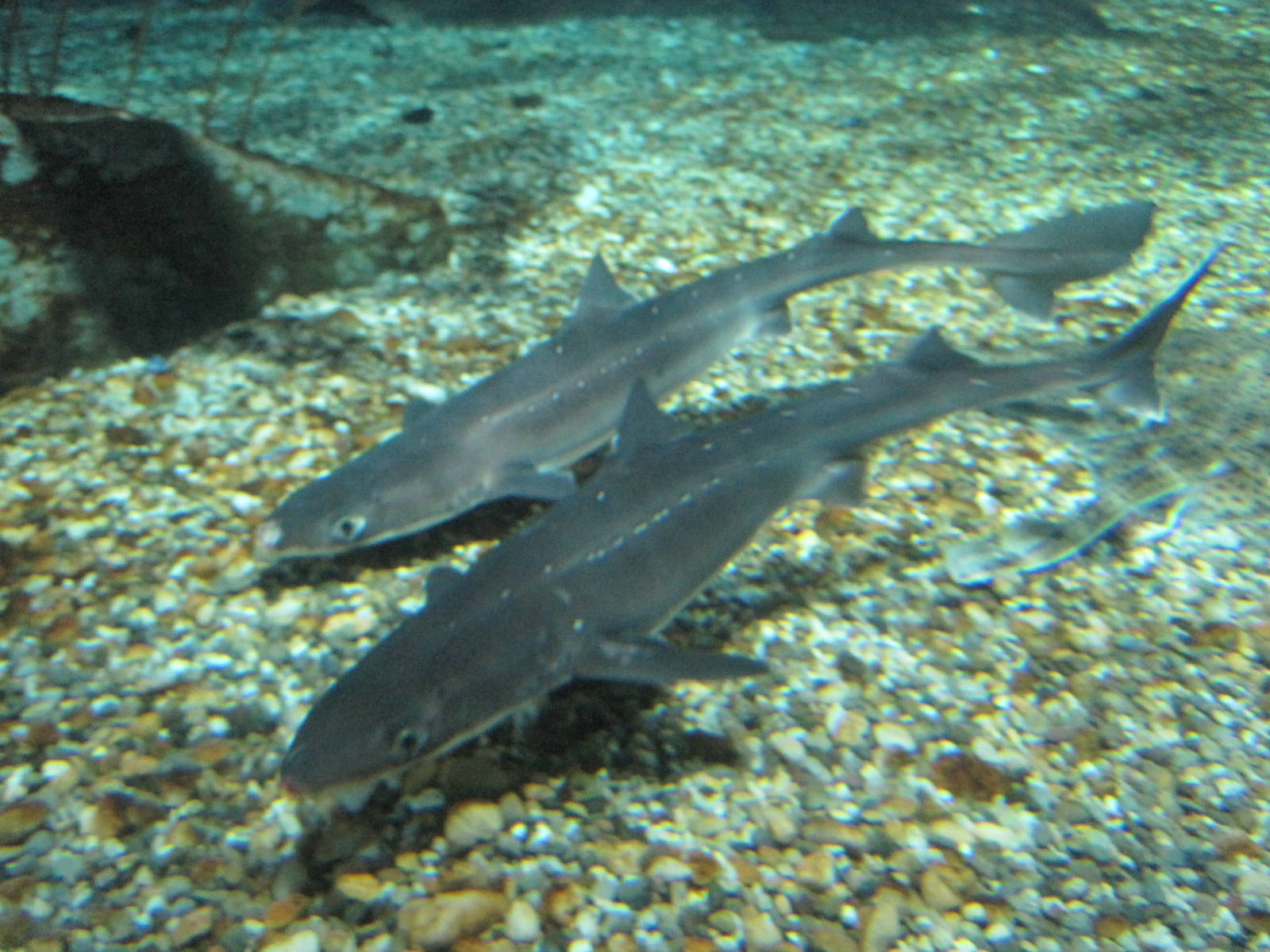 Spiny Dogfish