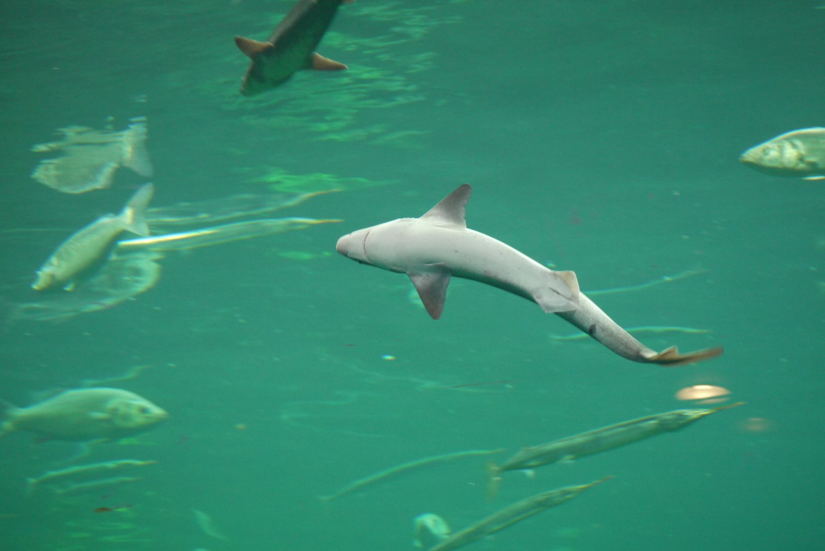 Spiny Dogfish