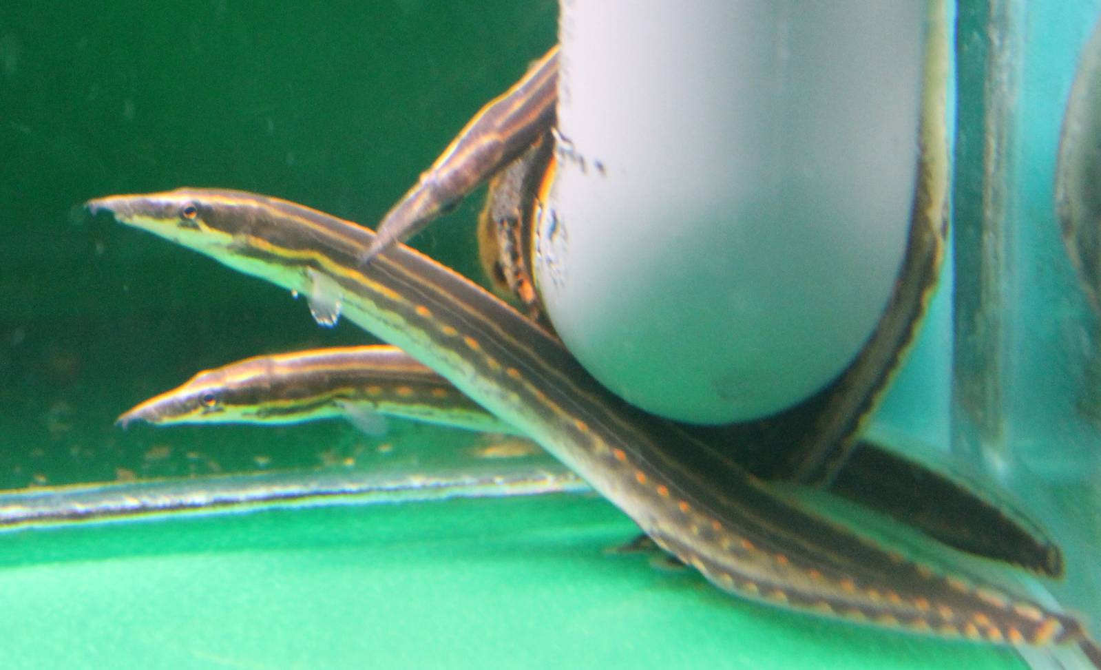 Spiny eels ID
