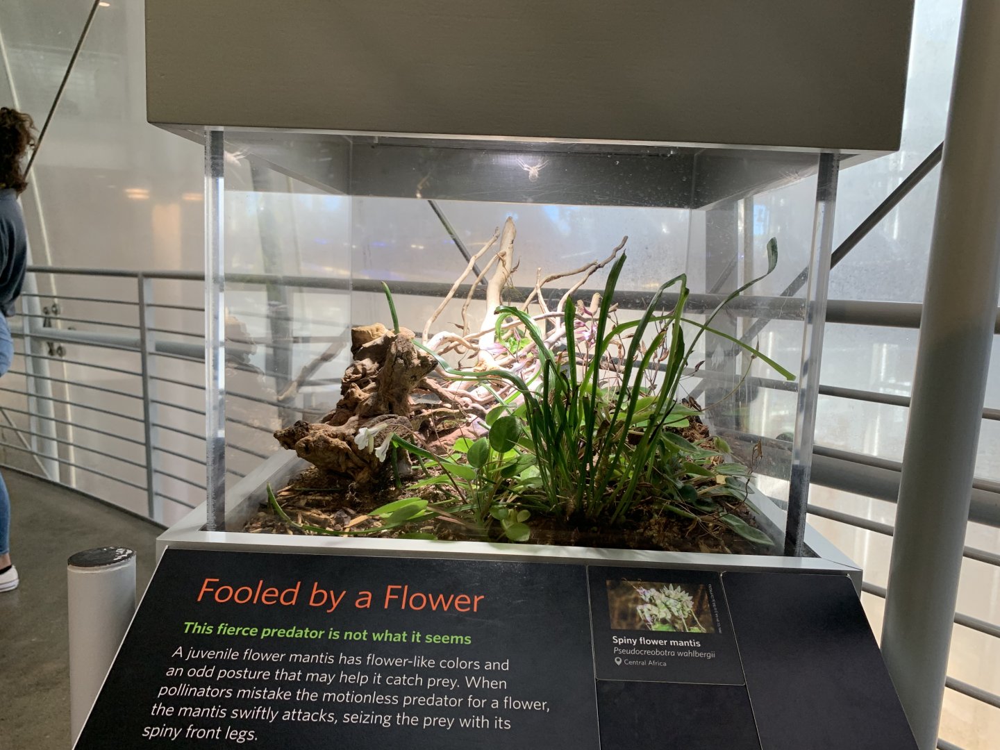 Spiny flower mantis exhibit - Osher Rainforest