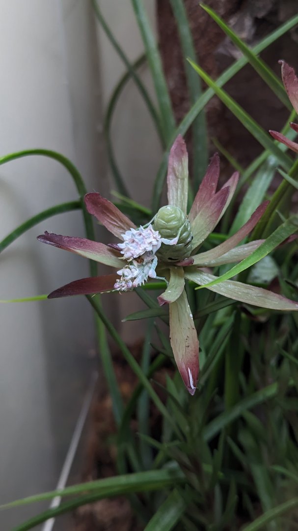 Spiny flower mantis (Pseudocreobotra wahlbergi)