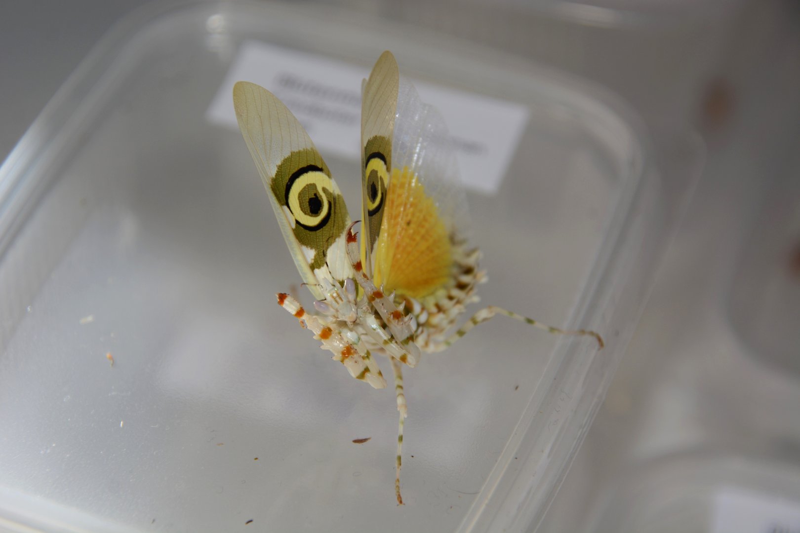 Spiny flower mantis (Pseudocreobotra wahlbergii)