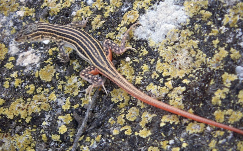 Spiny-footed Lizard (Acanthodactylus erythrurus)