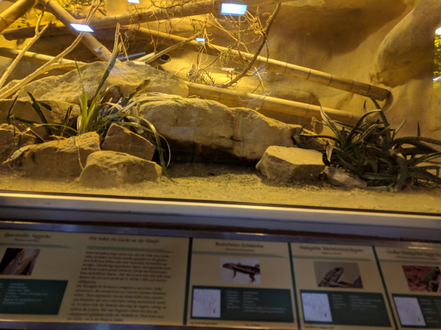 Spiny Forest Enclosure