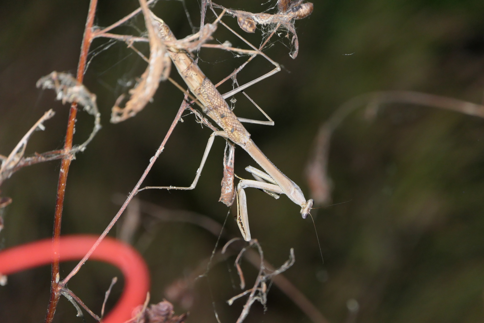 Spiny Grass Mantis (Archimantis armata)