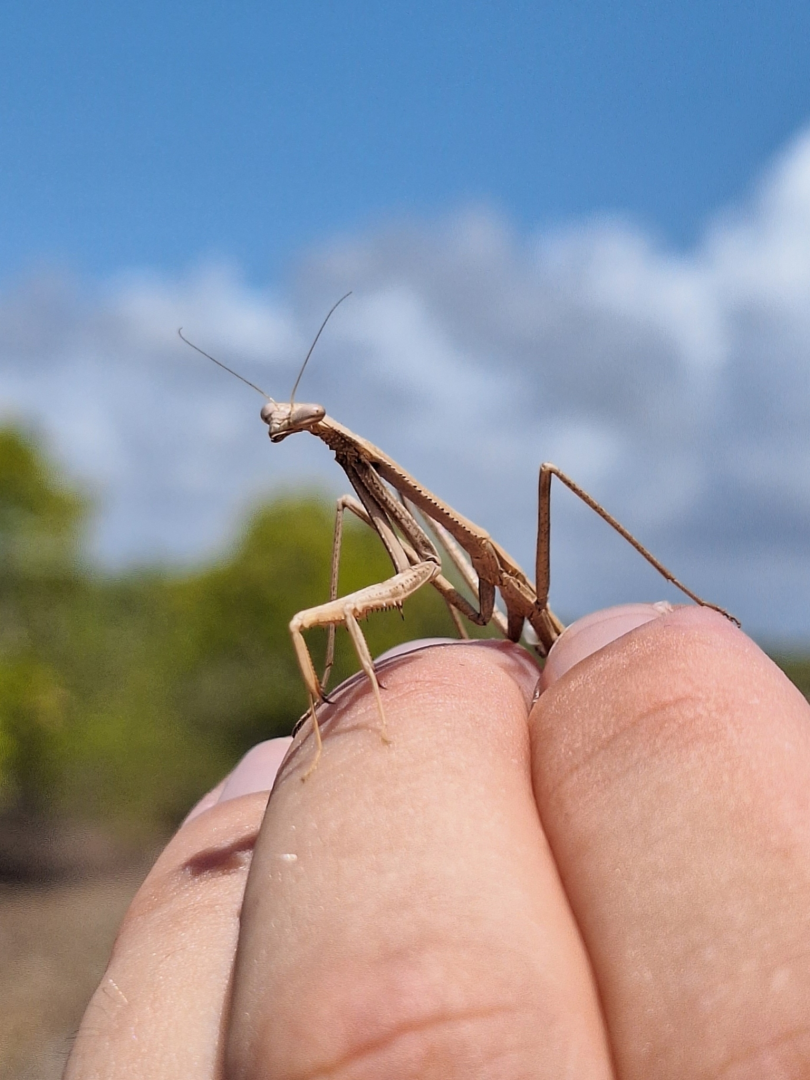 Spiny Grass Mantis (Archimantis armata)