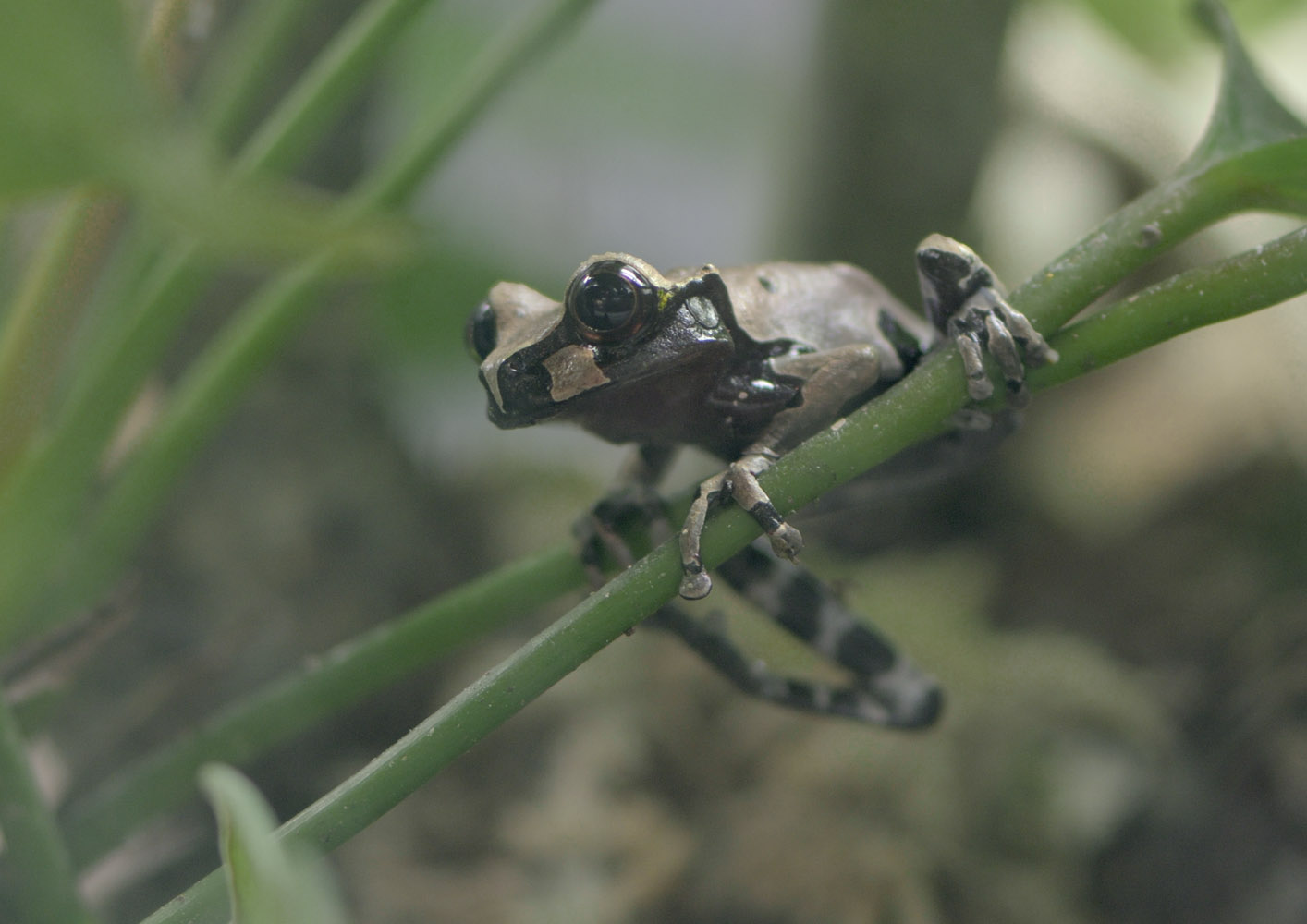 Spiny-headed tree frog