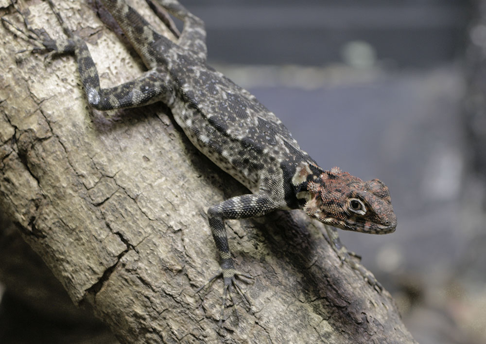 Spiny-headed tree lizard