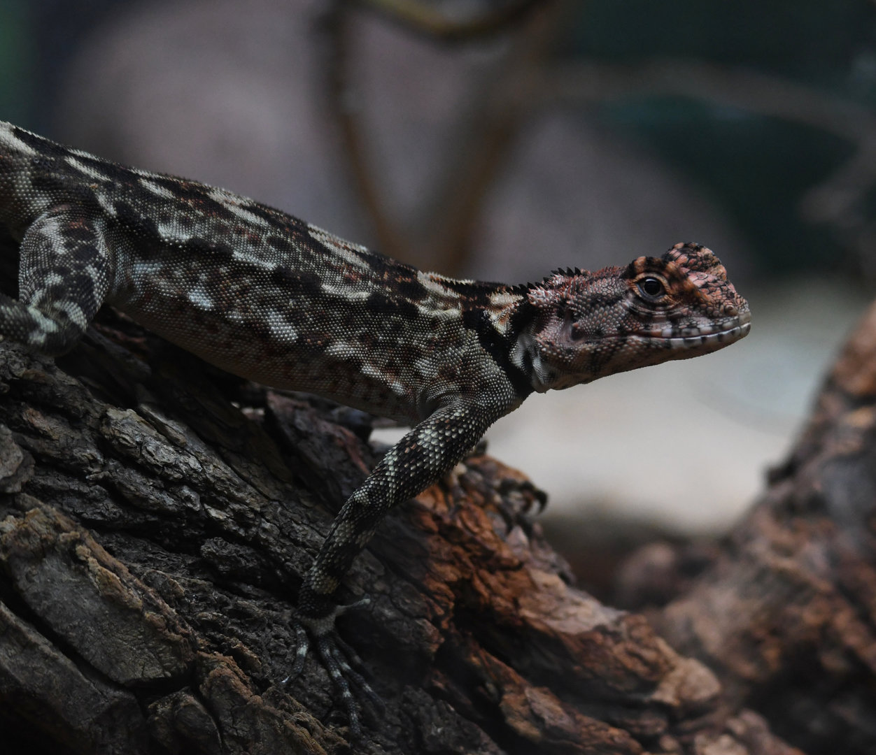 Spiny-Headed Tree Lizard