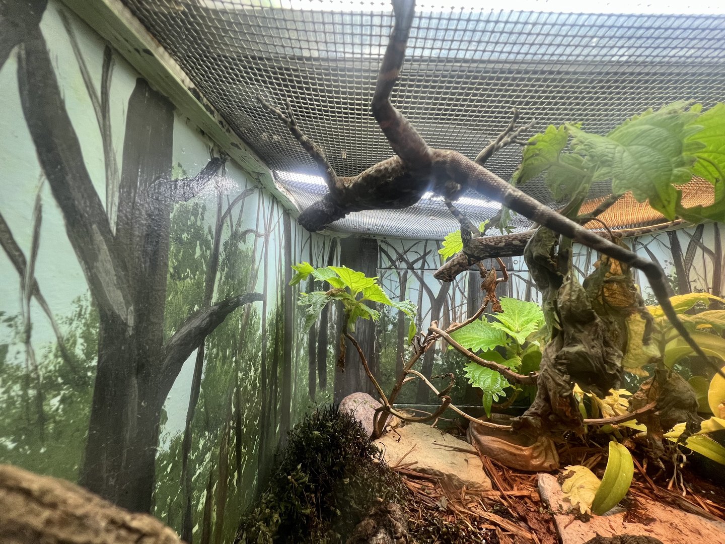 Spiny-Headed Tree Lizard