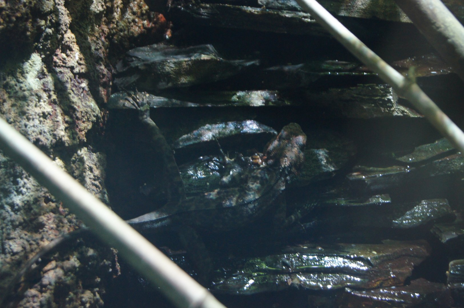 Spiny-Headed Tree Lizard