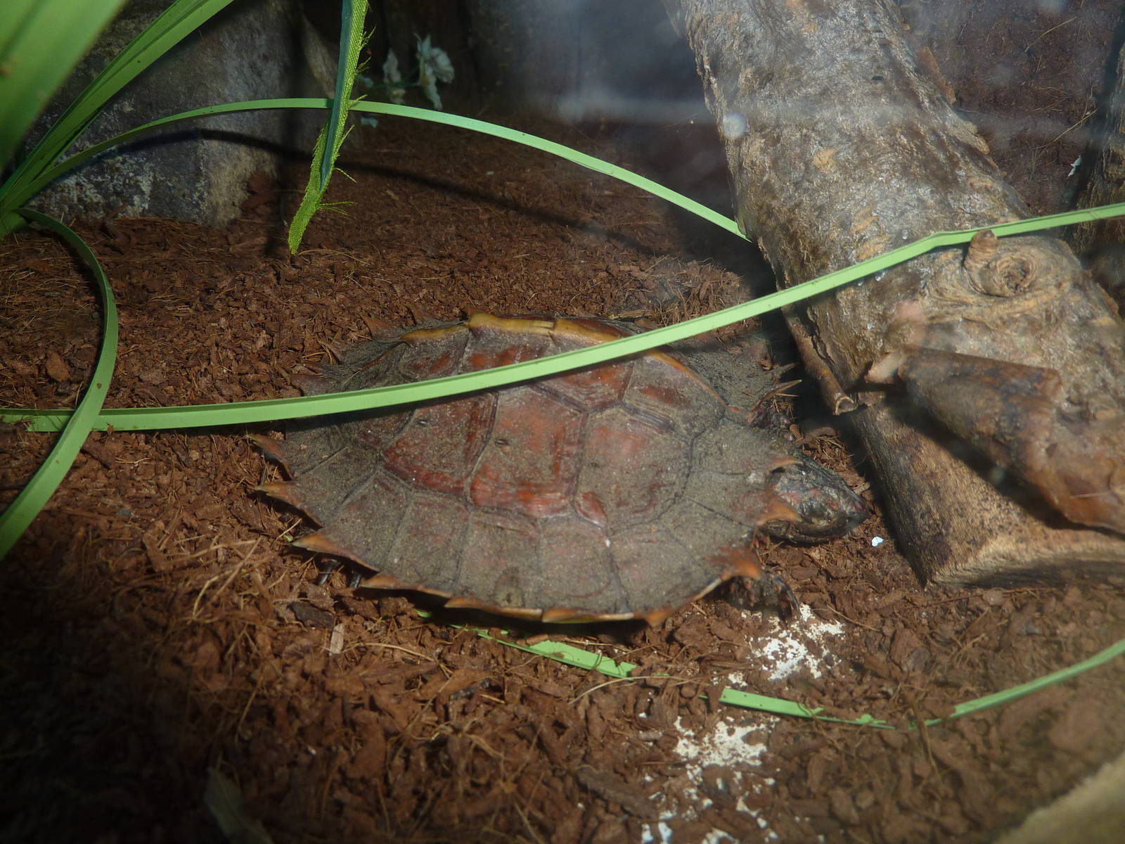 Spiny hill turtle, 23rd October 2012.
