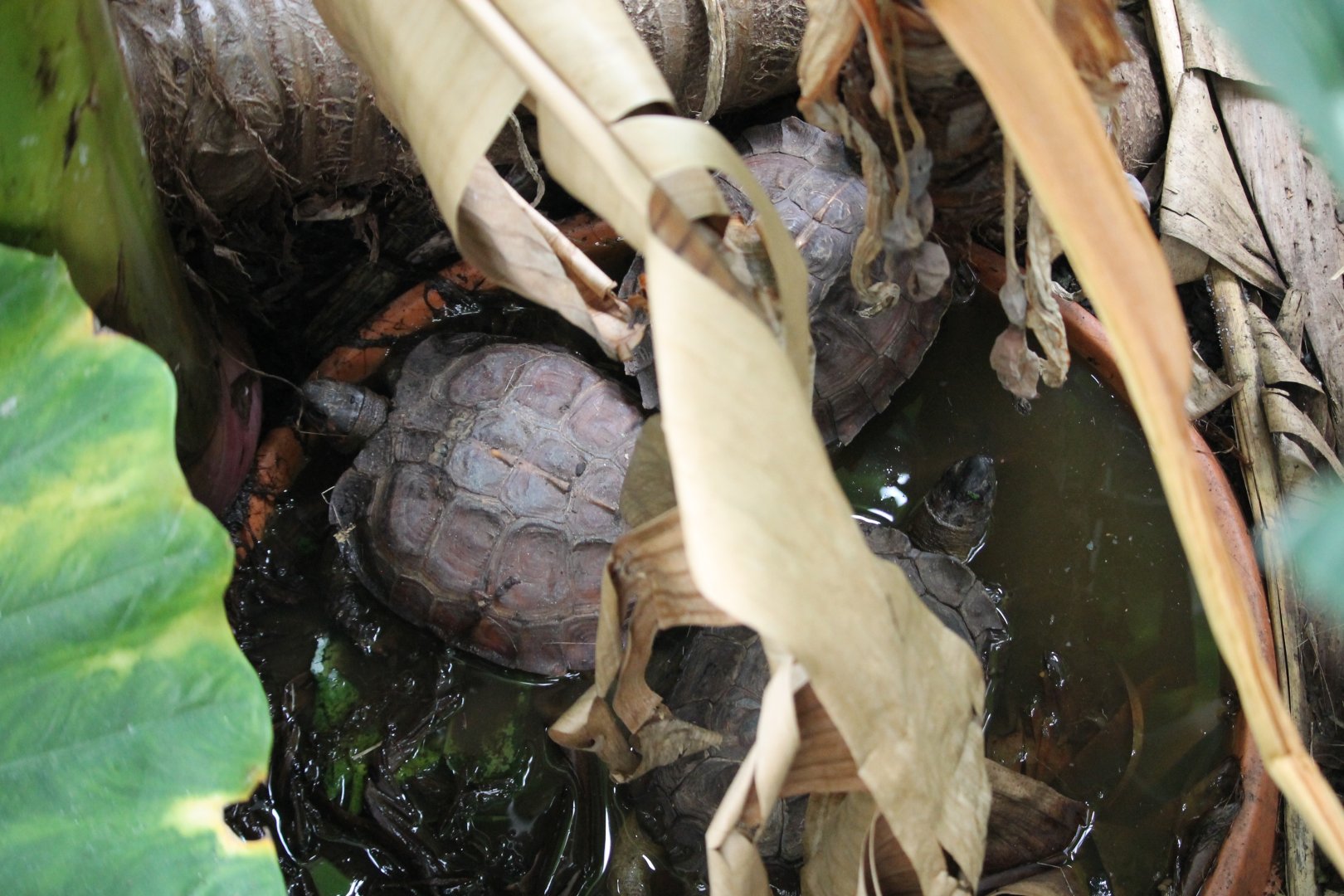 Spiny Hill Turtle (Heosemys spinosa)