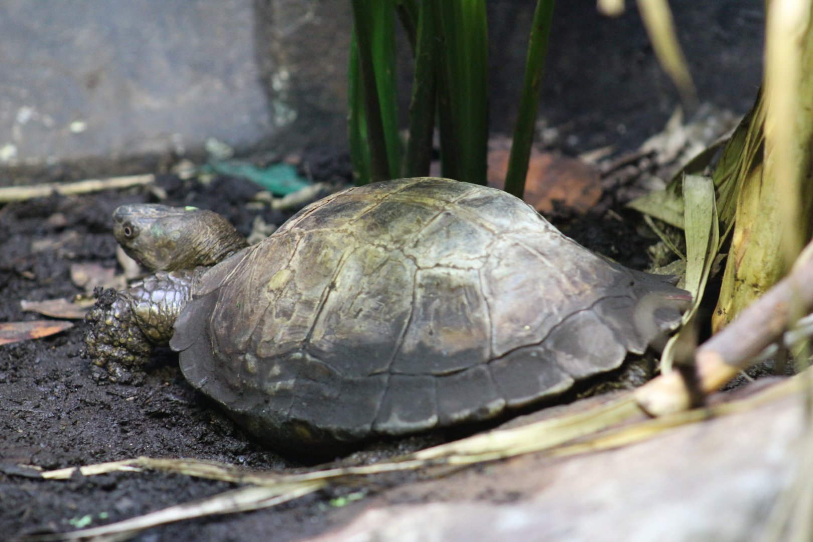 Spiny Hill Turtle