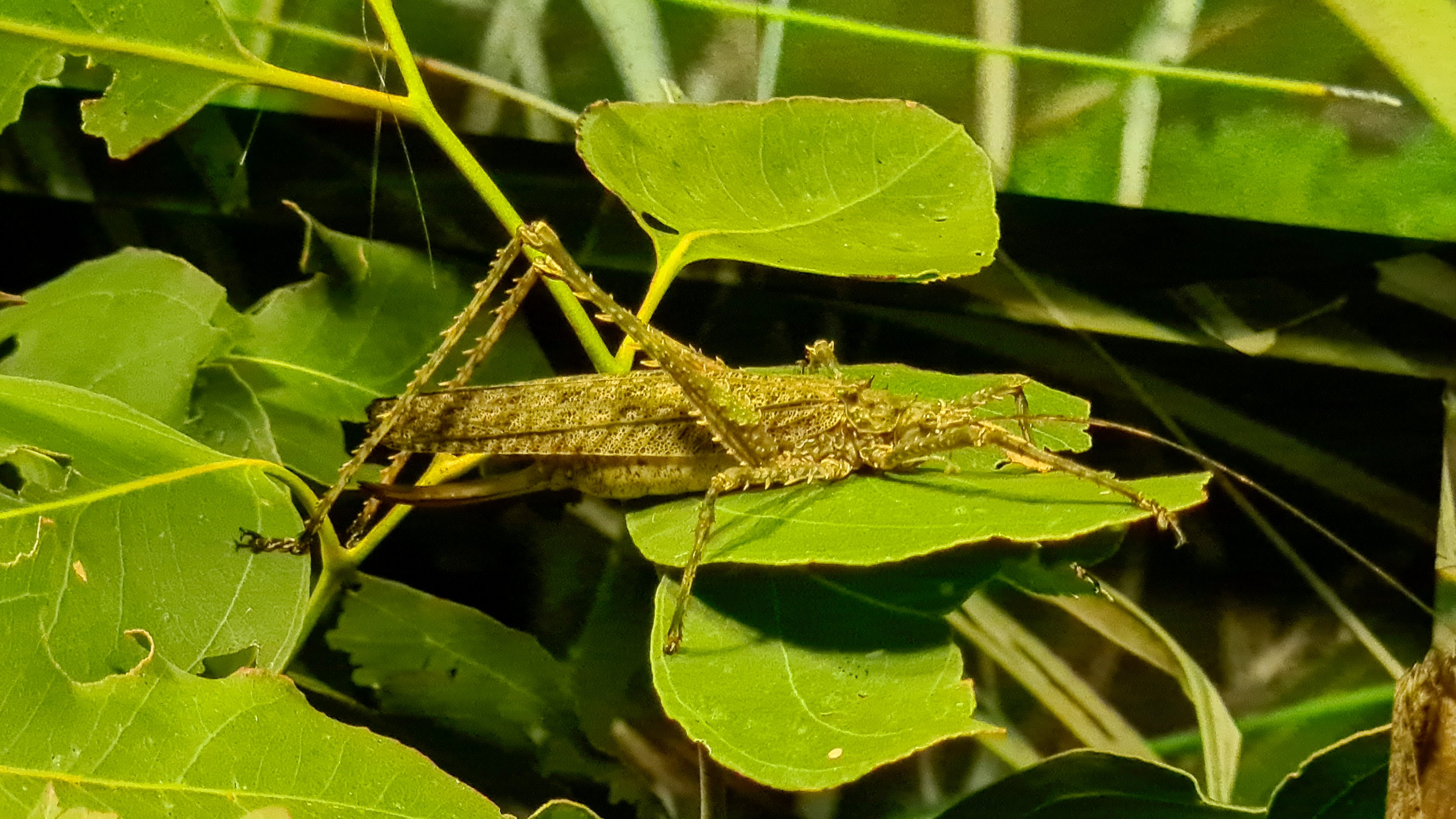 Spiny katydid