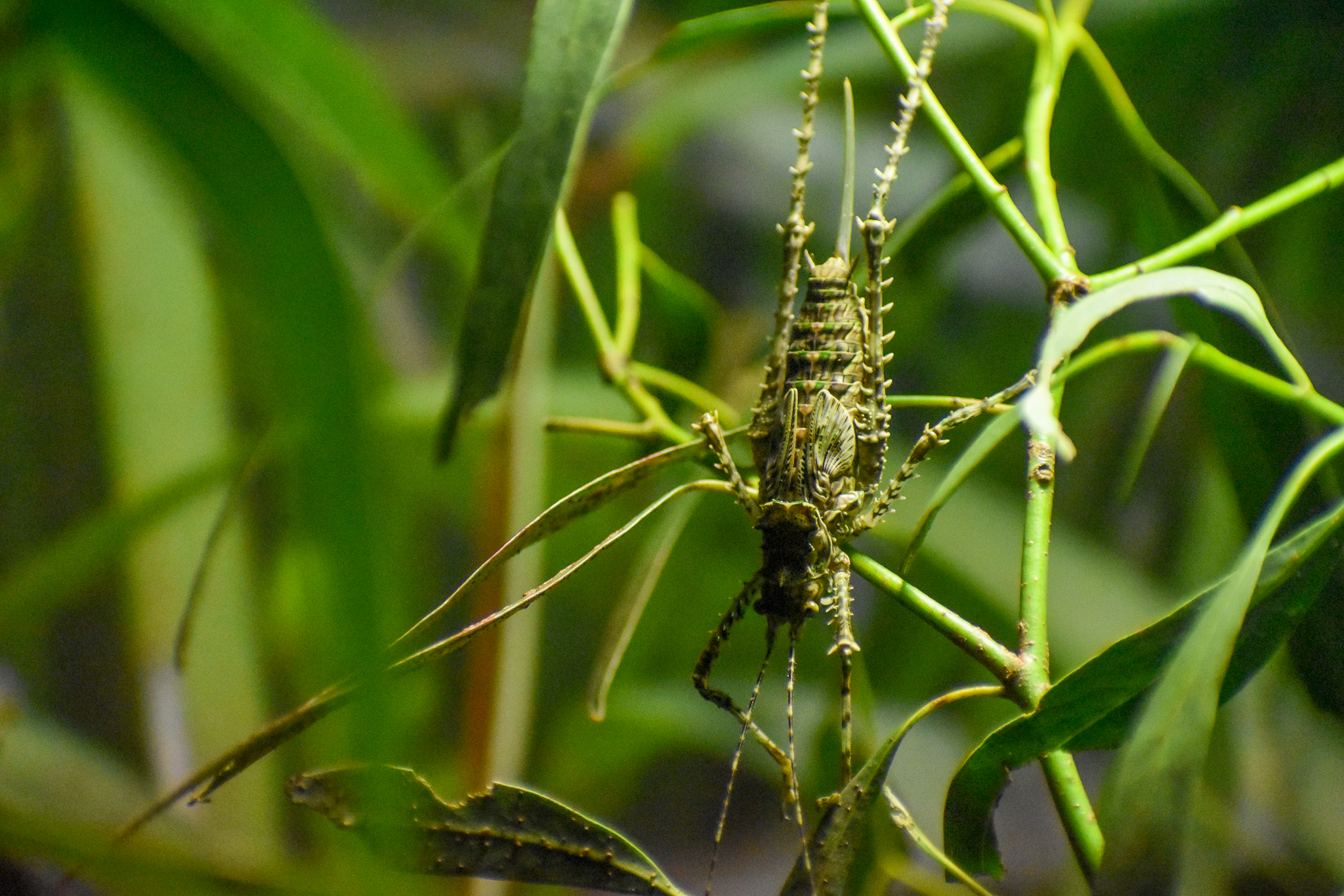 Spiny Katydid