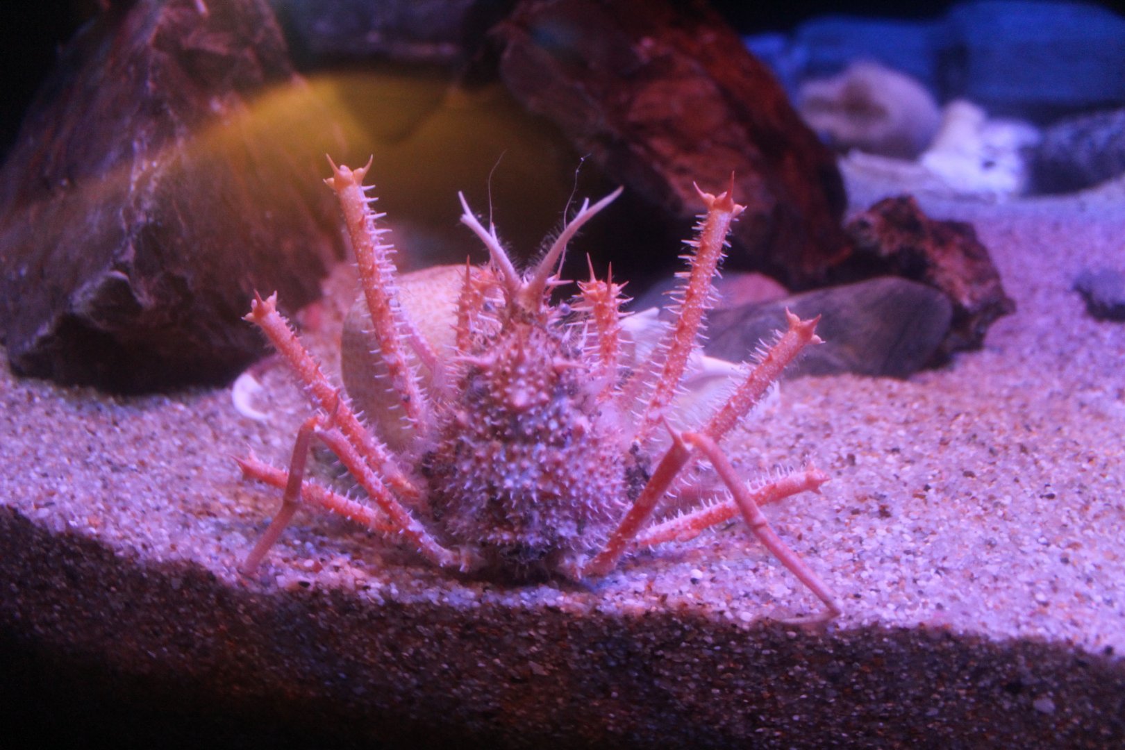 Spiny King Crab (Paralithodes rathbuni)
