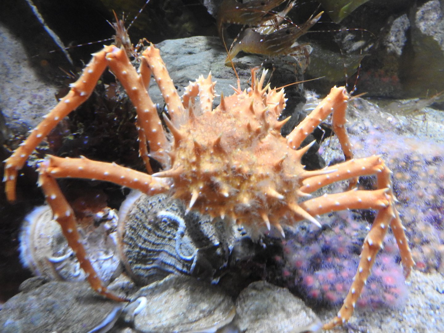 Spiny King Crab
