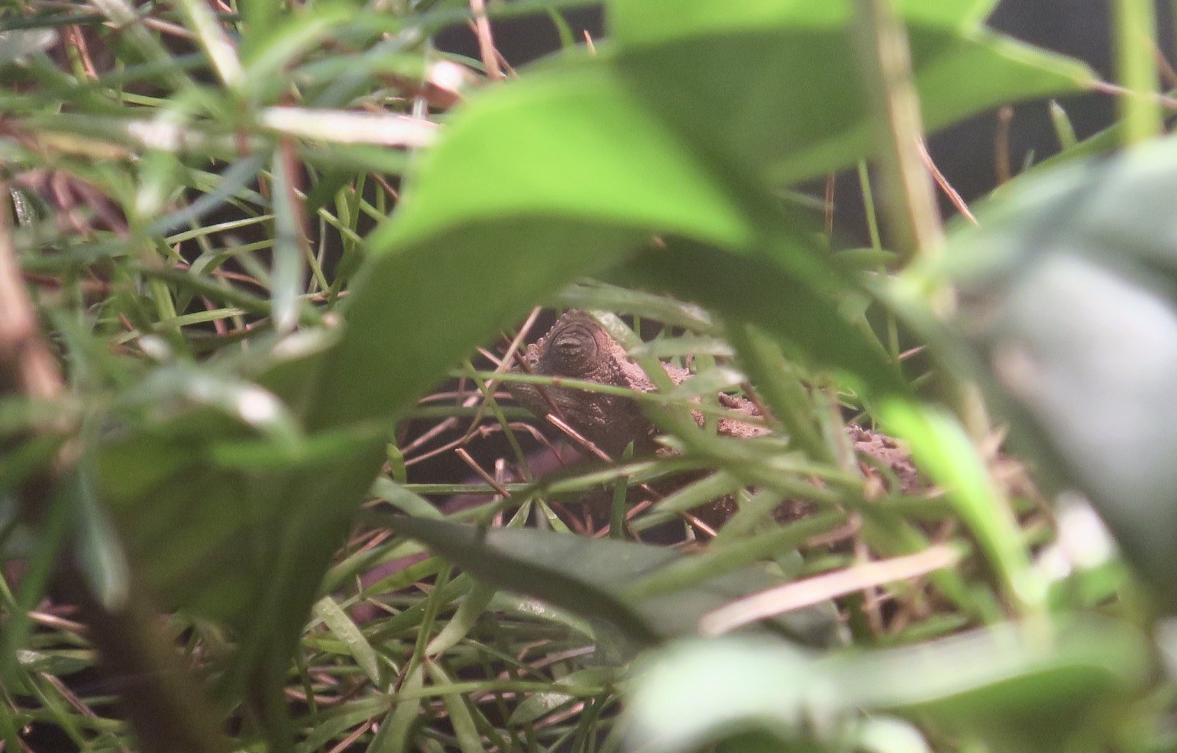 Spiny Leaf Chameleon (Brookesia decaryi)