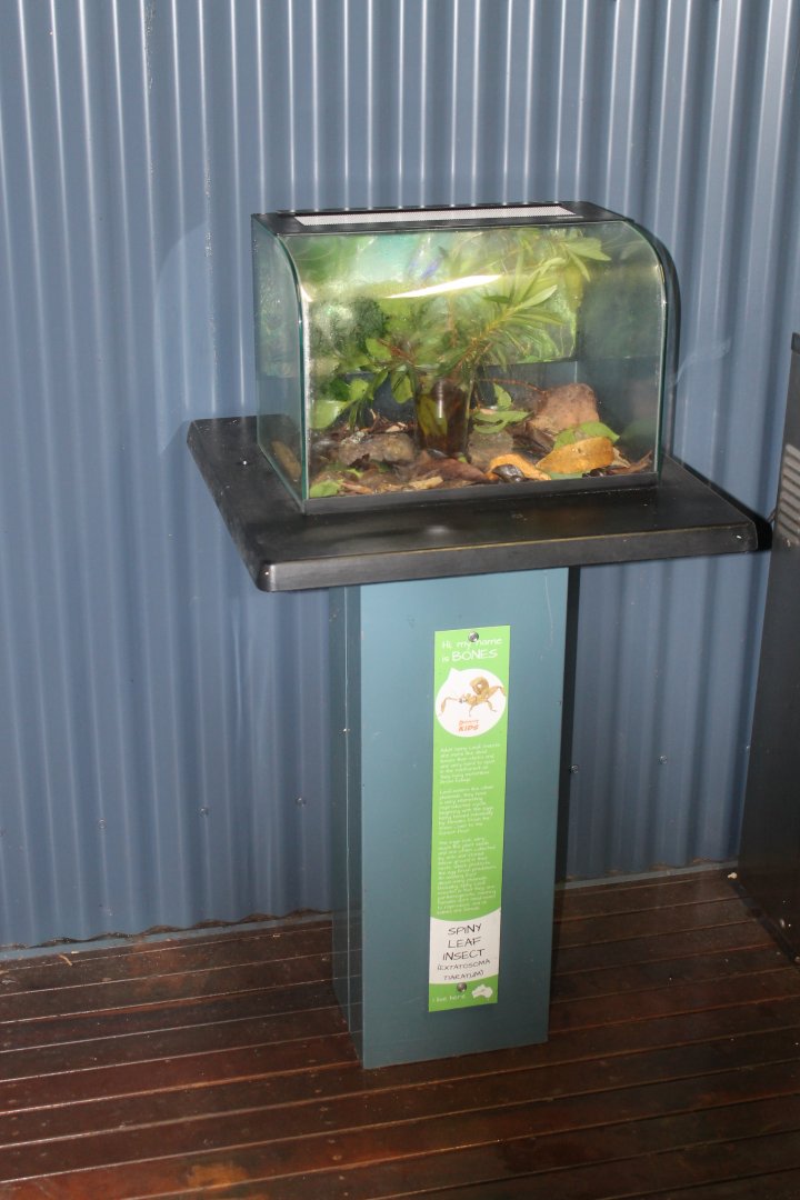 Spiny Leaf Insect enclosure