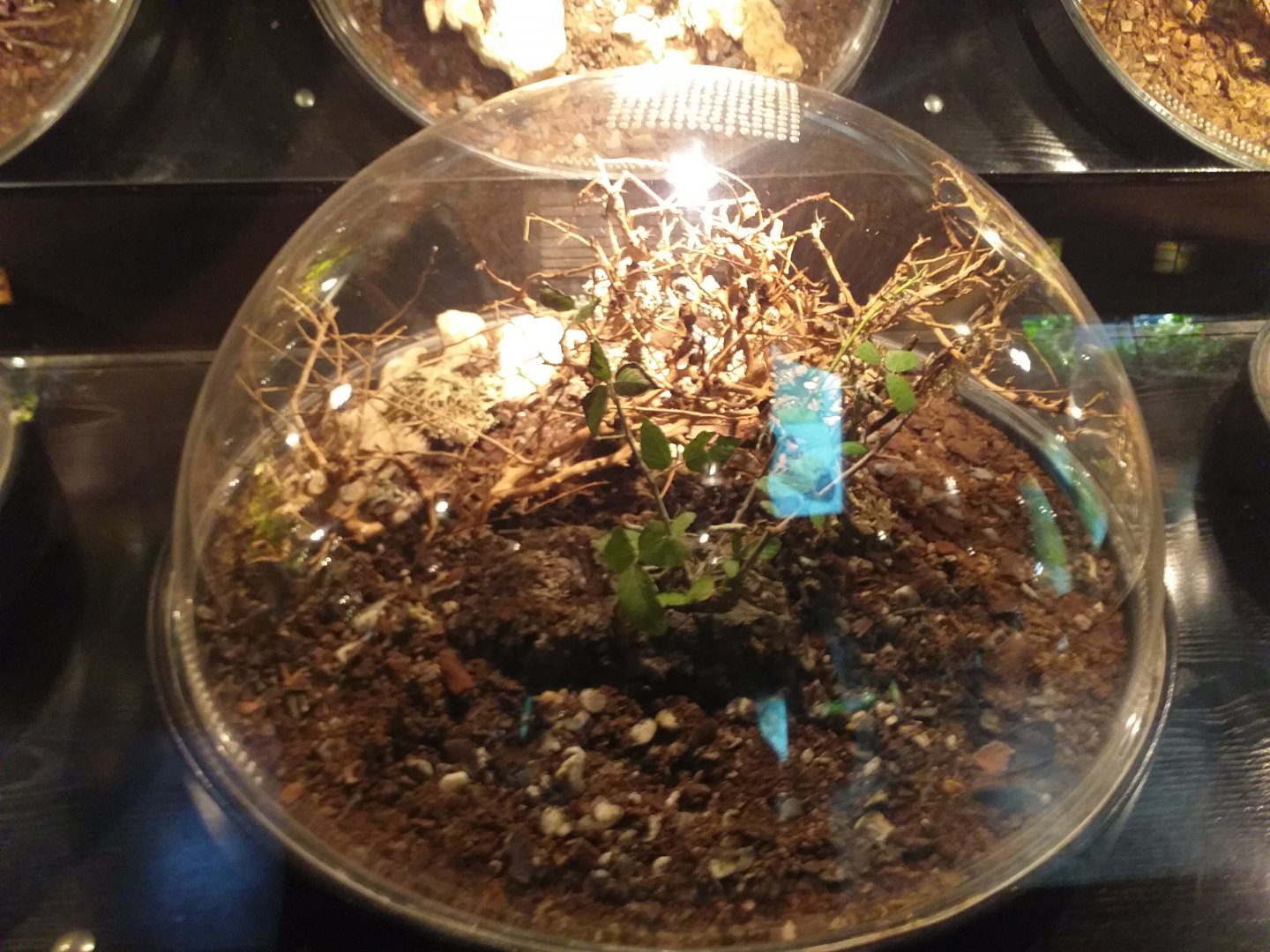 Spiny leaf insect exhibit -TerraNatura Benidorm (2021)