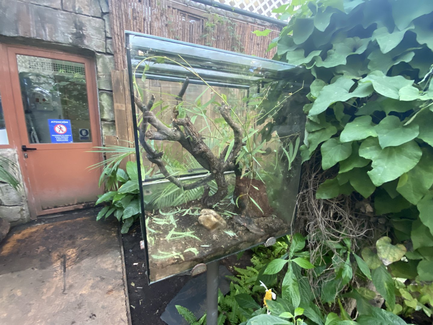 Spiny leaf insect exhibit