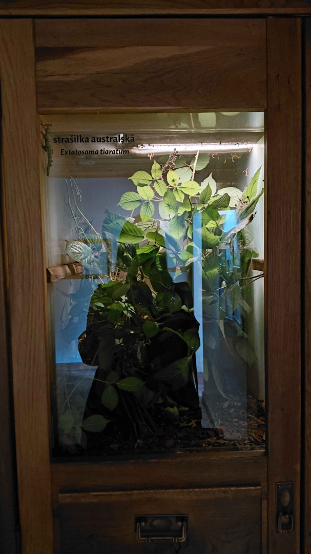 Spiny leaf insect exhibit