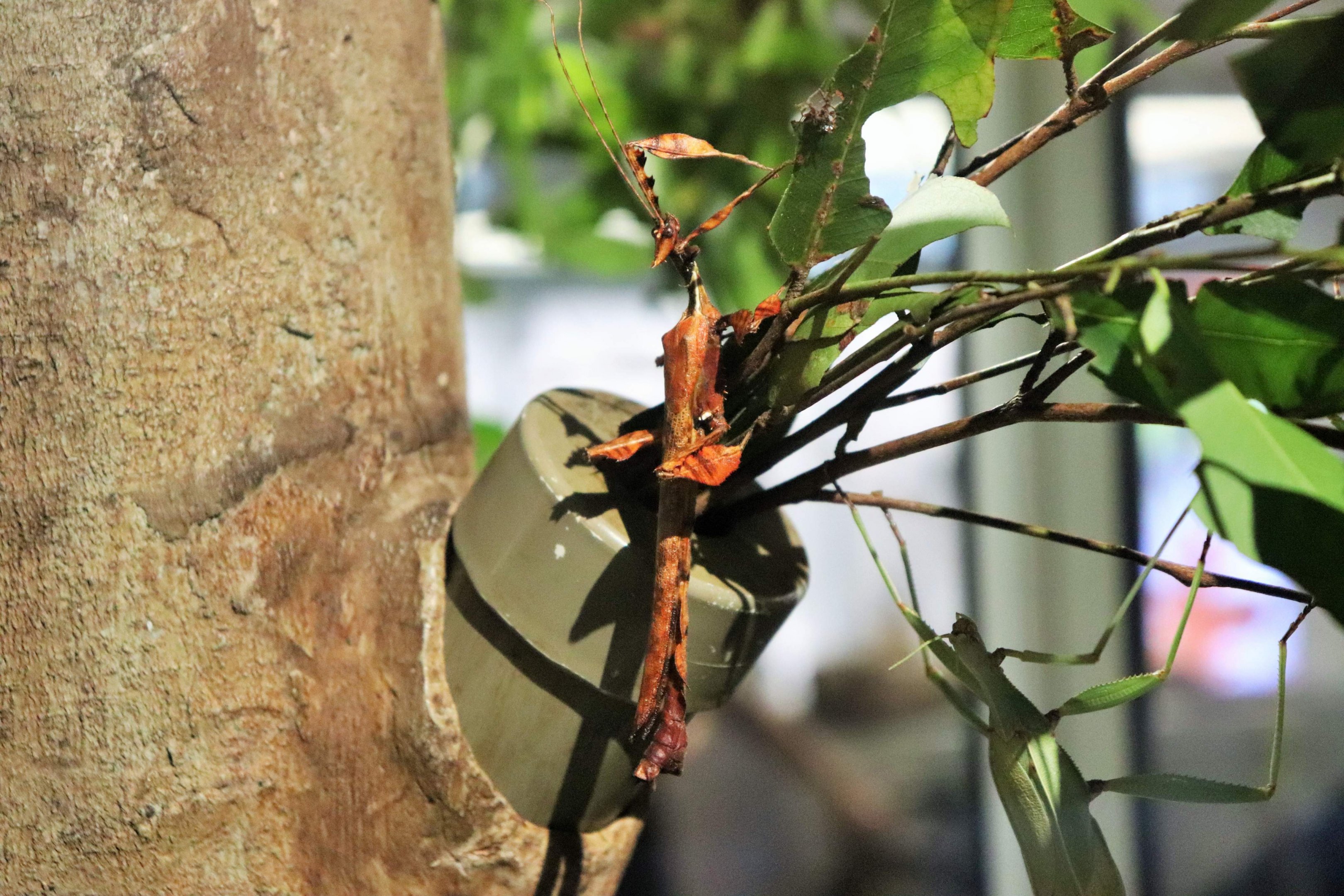 Spiny Leaf Insect (Extatosoma tiaratum)