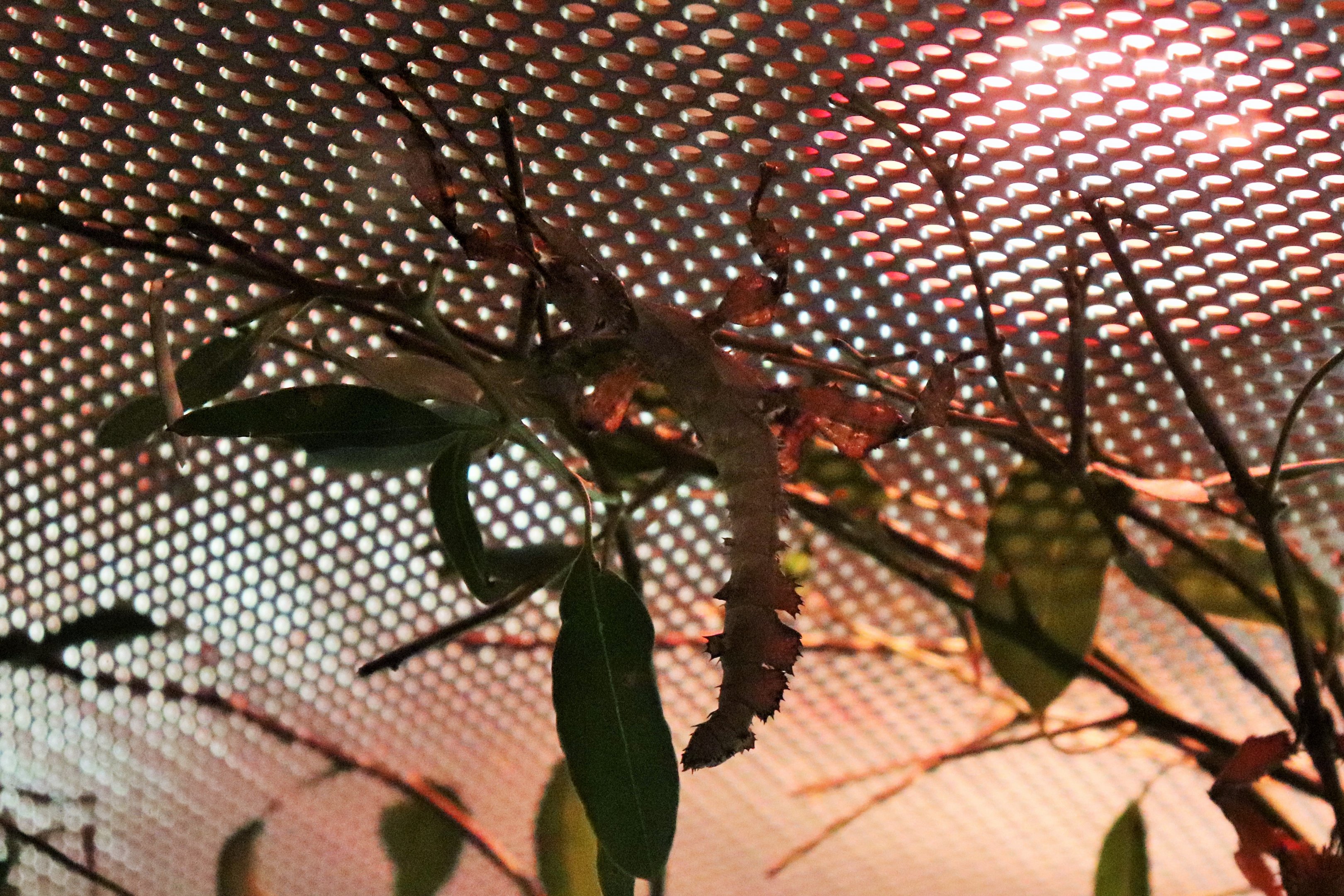 Spiny Leaf Insect (Extatosoma tiaratum)