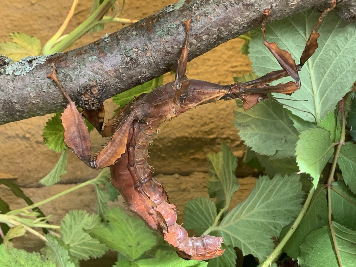 Spiny Leaf Insect (Extatosoma tiaratum)