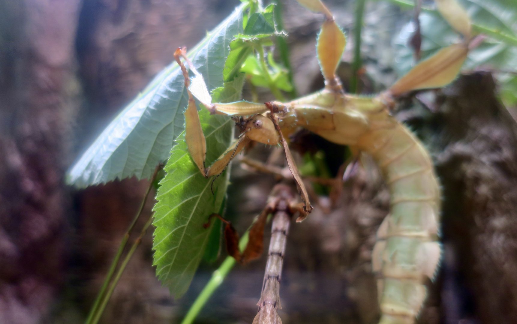 Spiny Leaf Insect (Extatosoma tiaratum)