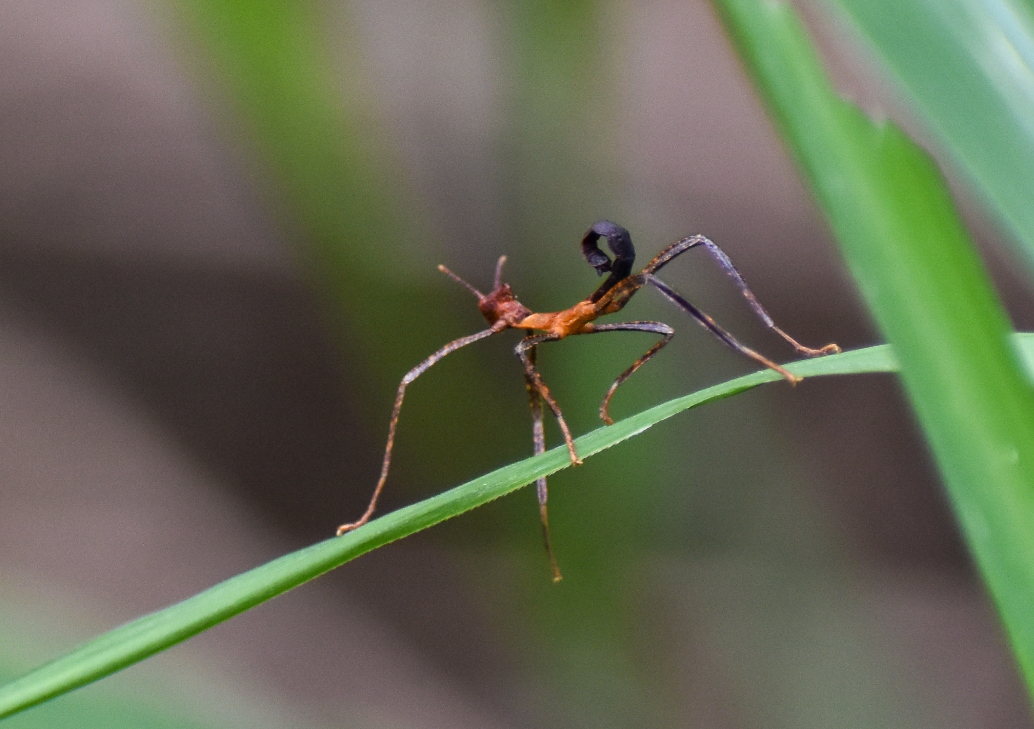 Spiny Leaf Insect / Macleay's Spectre