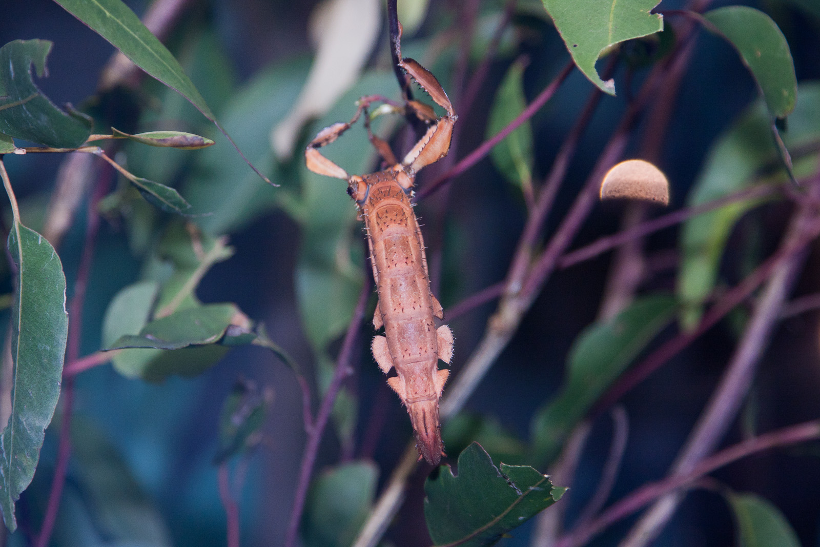Spiny Leaf Insect, September 2011